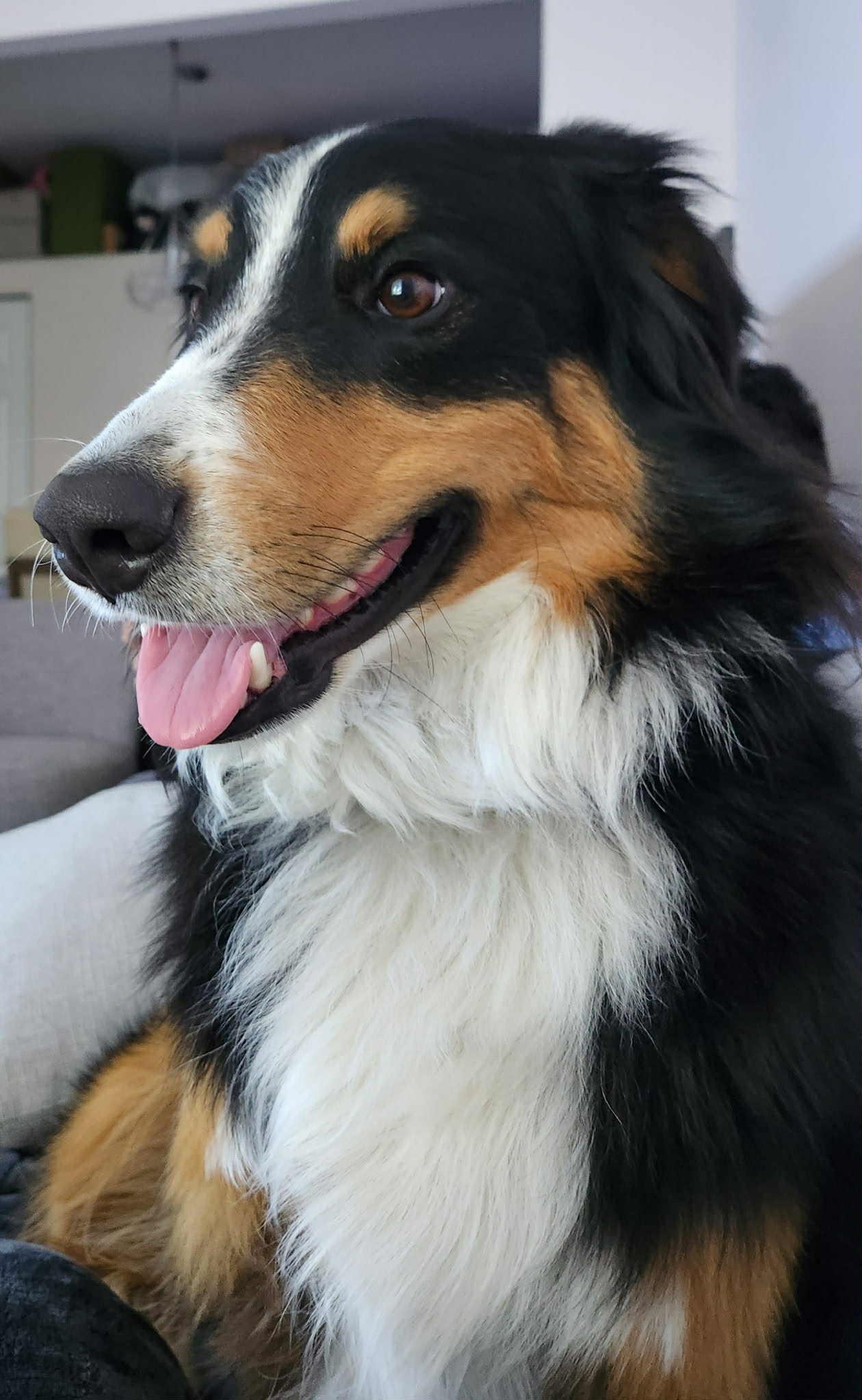 Niko, a Adopted mixed breed in Rigaud, QC image 3/4