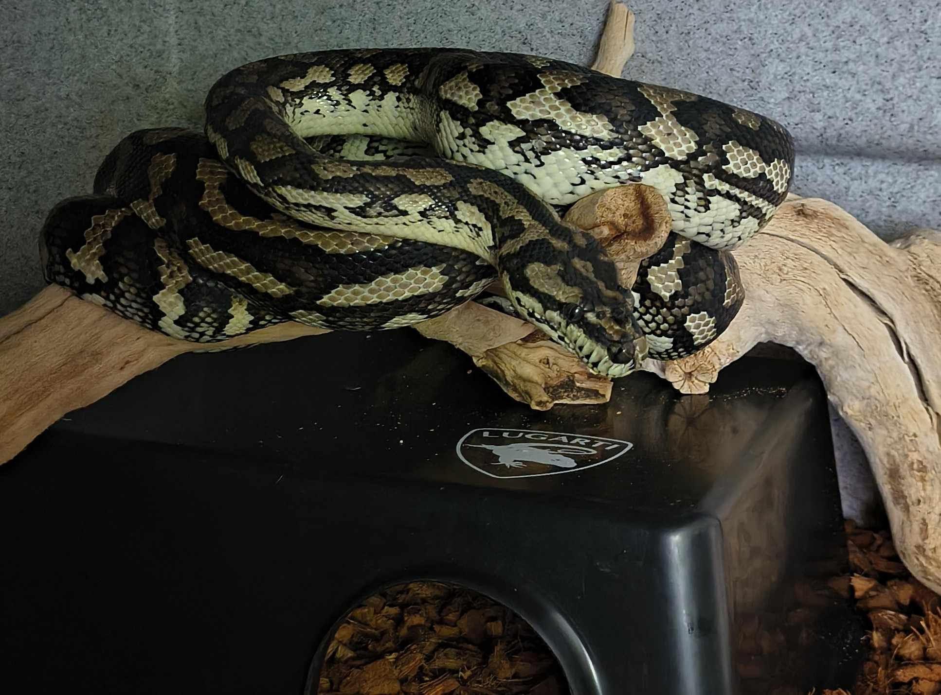 Enlarge Kingsley, Carpet Python, a ADOPTABLE Ball Python in Sacramento, CA image 1/1
