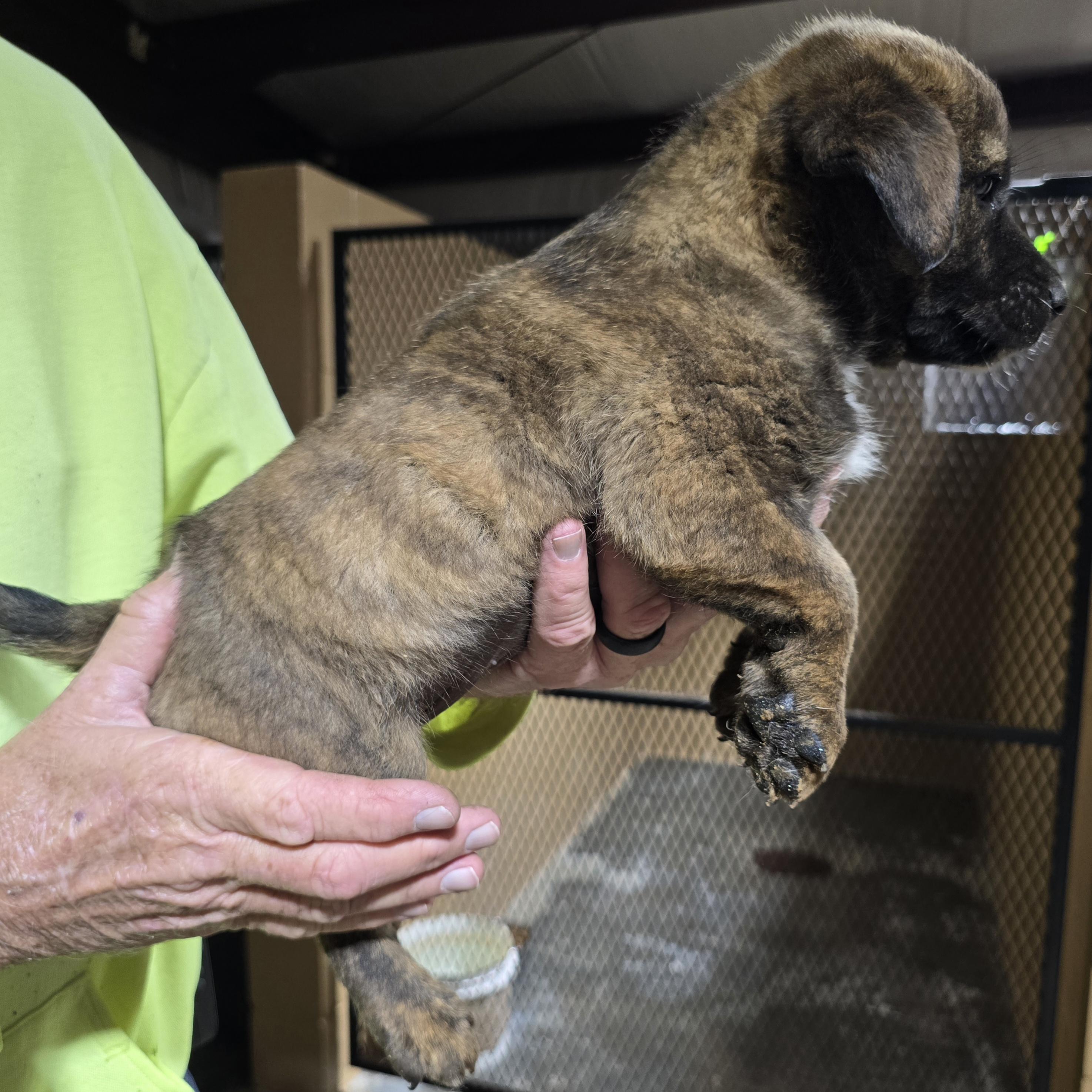 Enlarge Marly, a Adopted Mixed Breed in McCrory, AR image 2/2