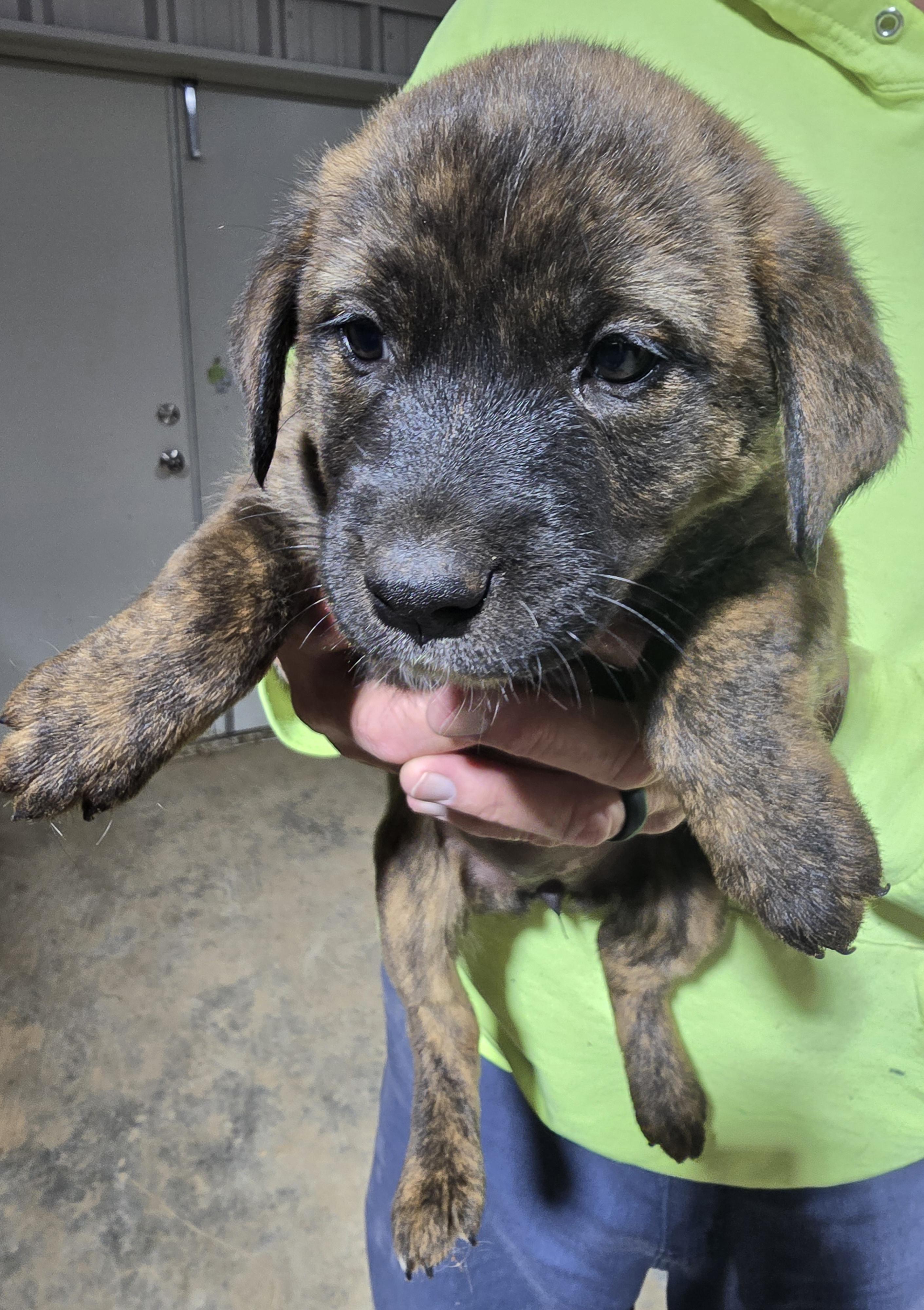 Enlarge Marly, a Adopted Mixed Breed in McCrory, AR image 1/2