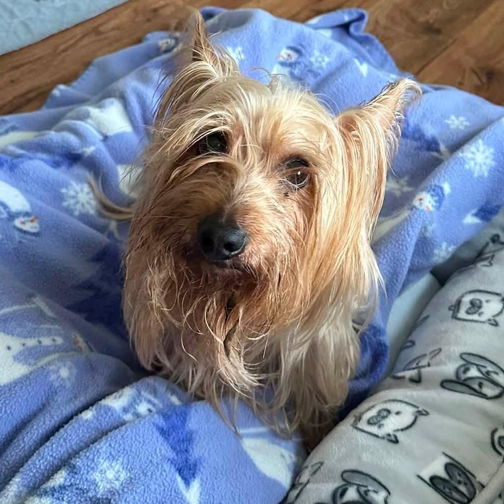 Winchester, adoptable, Adult Male Silky Terrier.