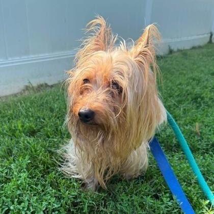 Winchester, an adoptable mixed breed in Severn, MD image 2/4