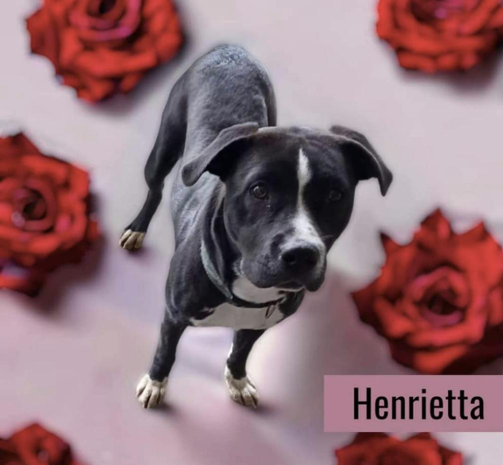 HENRIETTA, Adoptable, Adult Female Pit Bull Terrier.