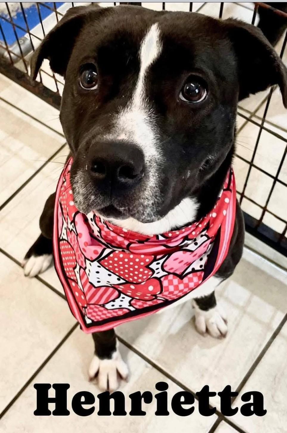 Enlarge HENRIETTA, a Adoptable Pit Bull Terrier in Coudersport, PA image 2/2
