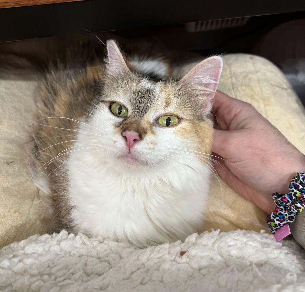 Regina, Adoptable, Adult Female Domestic Long Hair.