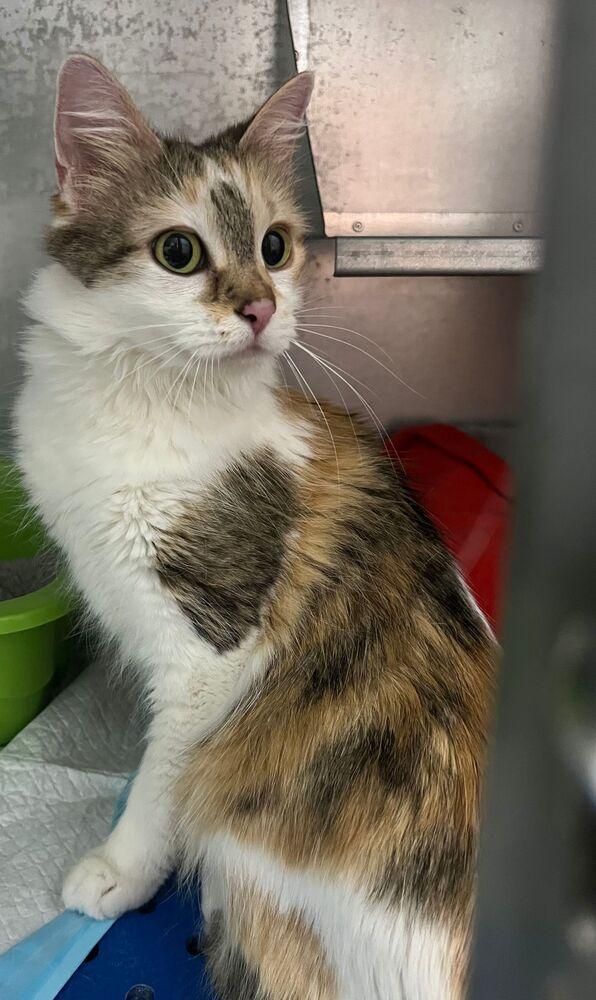 Regina, Adoptable, Adult Female Domestic Long Hair.