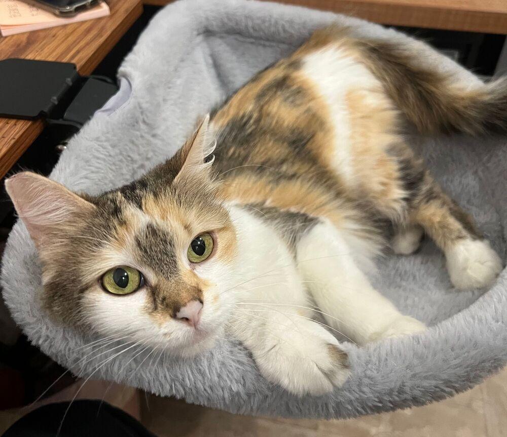 Regina, Adoptable, Adult Female Domestic Long Hair.
