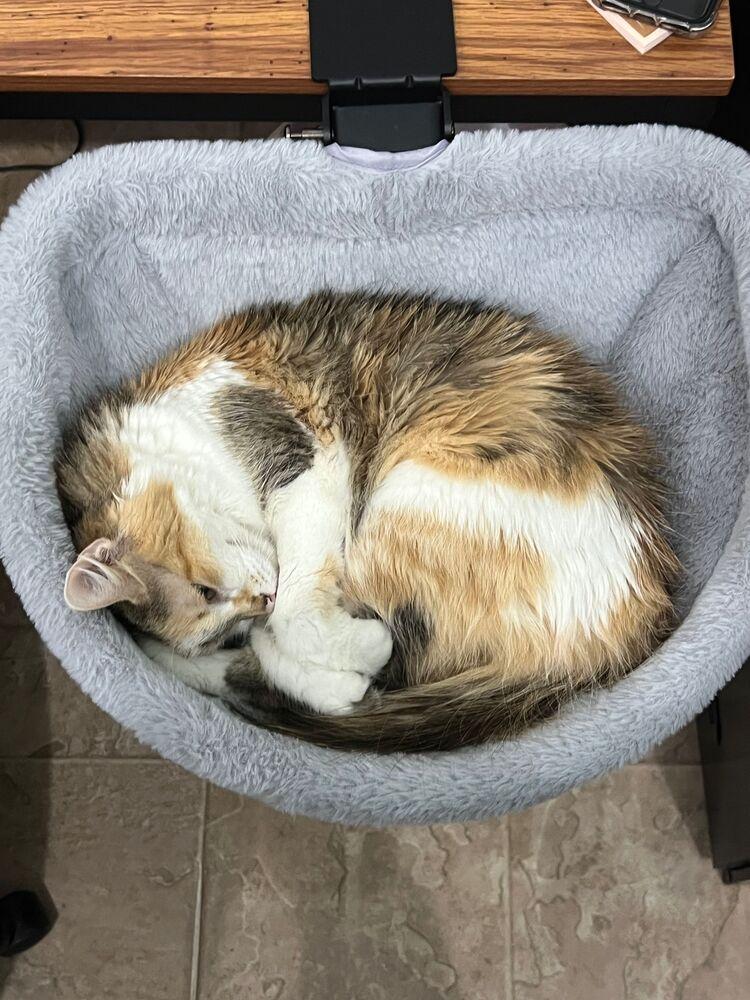 Enlarge Regina, a Adoptable Domestic Long Hair in McPherson, KS image 4/4