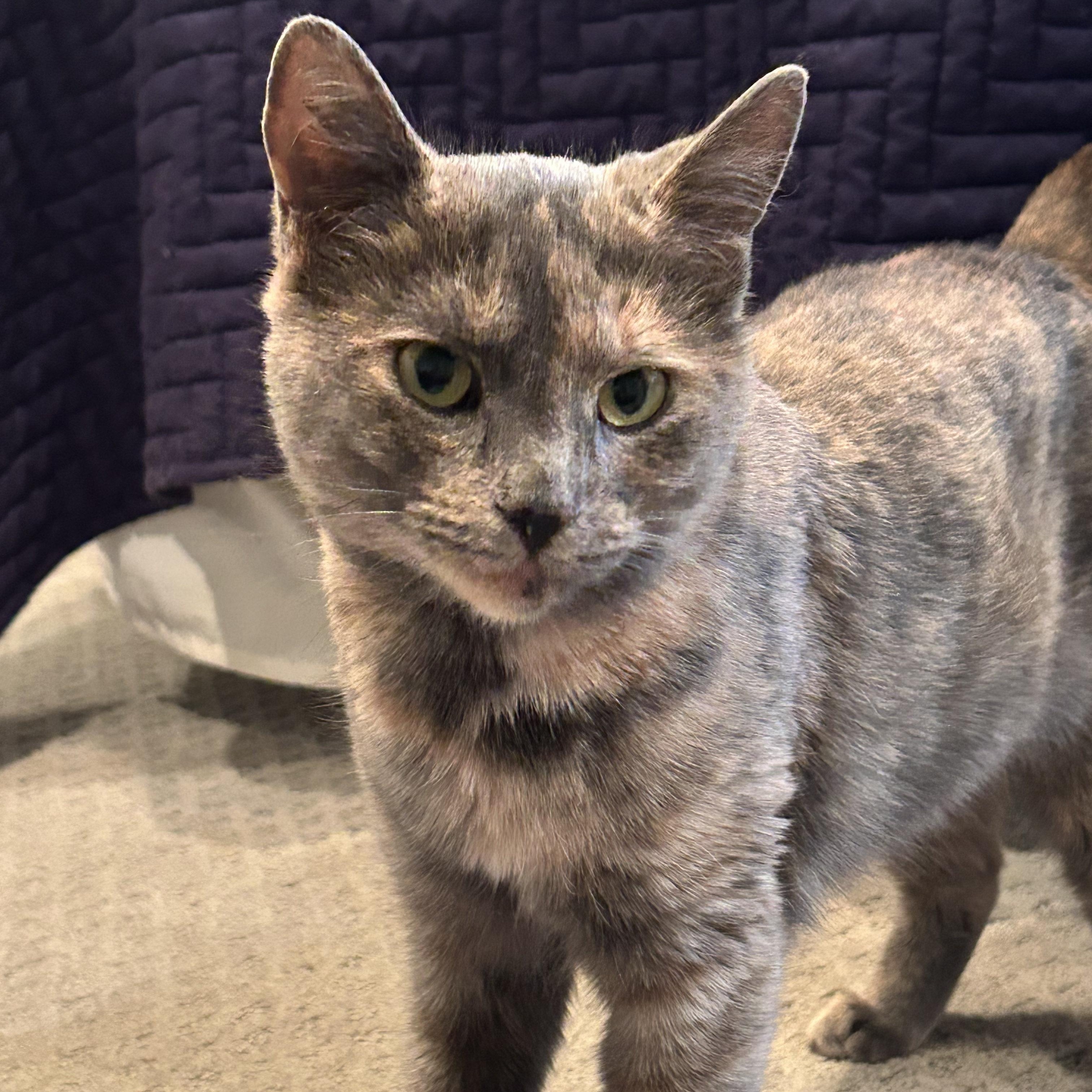 Enlarge Blossom, a ADOPTABLE Dilute Tortoiseshell in Annapolis, MD image 1/3