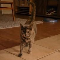 Enlarge Blossom, a ADOPTABLE Dilute Tortoiseshell in Annapolis, MD image 3/3