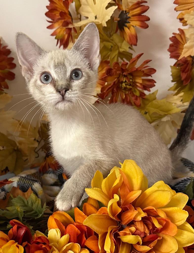 7/11/25 - Marianne, Adopted, Kitten Female Domestic Short Hair.