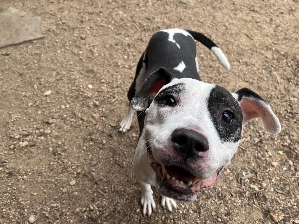 Enlarge Patches* A159154, a ADOPTABLE mixed breed in Plano, TX image 4/6