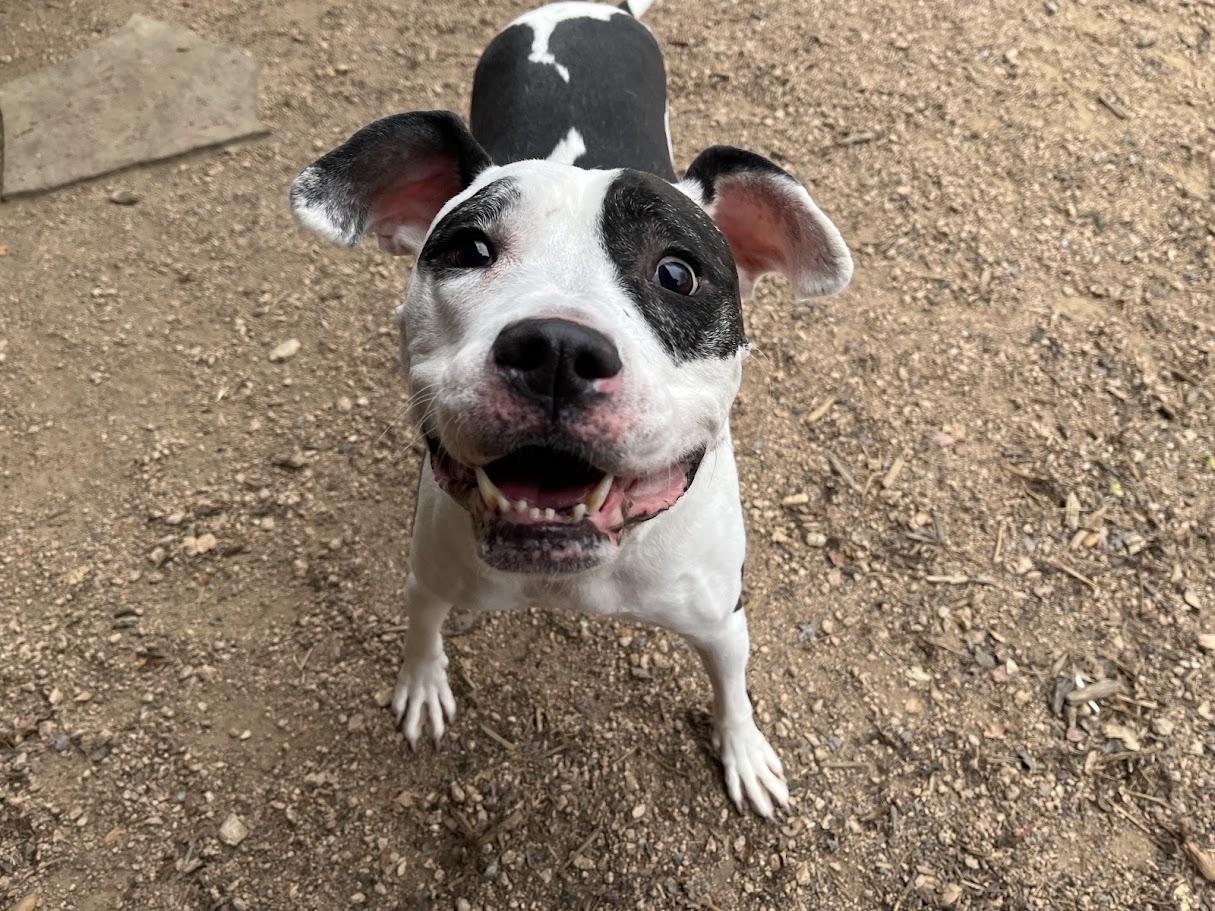 Enlarge Patches* A159154, a ADOPTABLE mixed breed in Plano, TX image 3/6