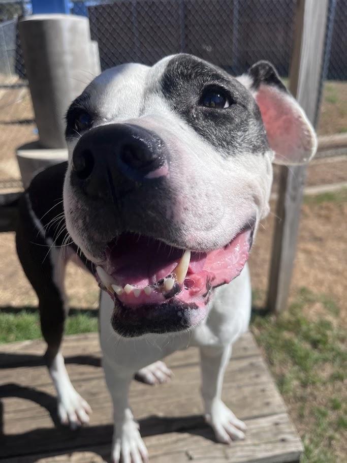 Enlarge Patches* A159154, a ADOPTABLE mixed breed in Plano, TX image 6/6