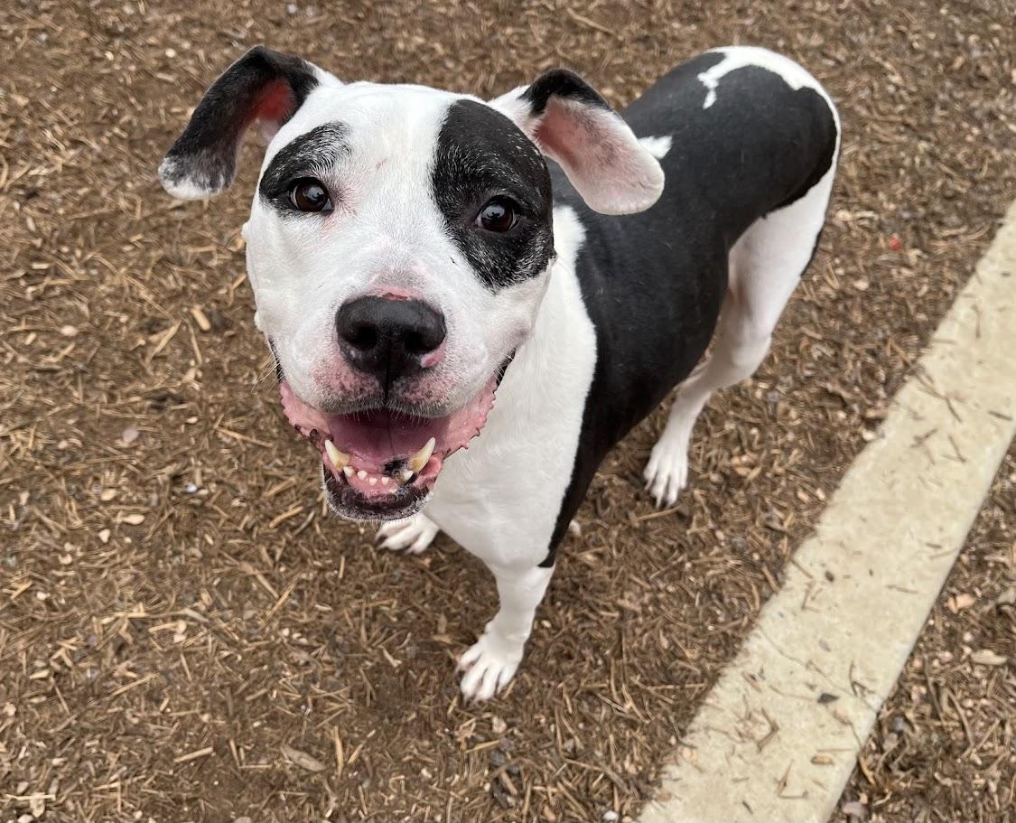 Enlarge Patches* A159154, a ADOPTABLE mixed breed in Plano, TX image 1/6