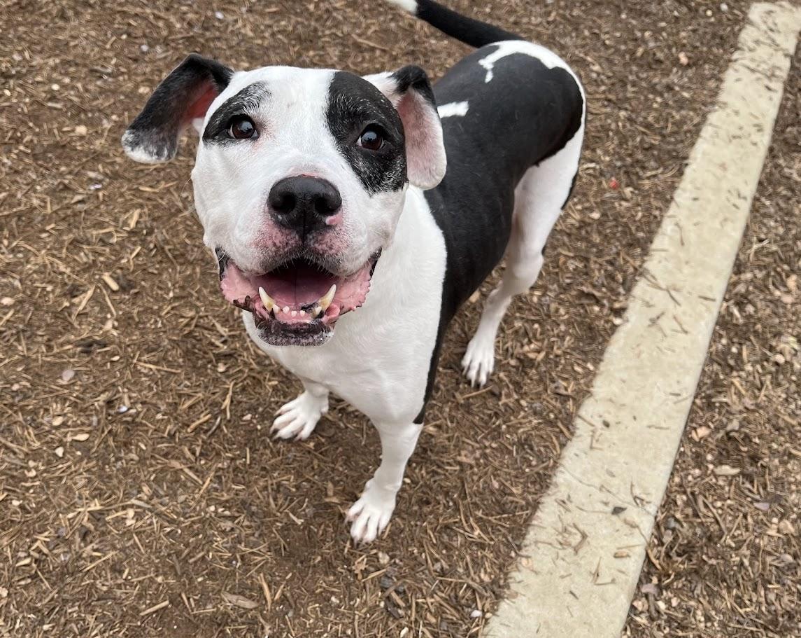 Enlarge Patches* A159154, a ADOPTABLE mixed breed in Plano, TX image 2/6
