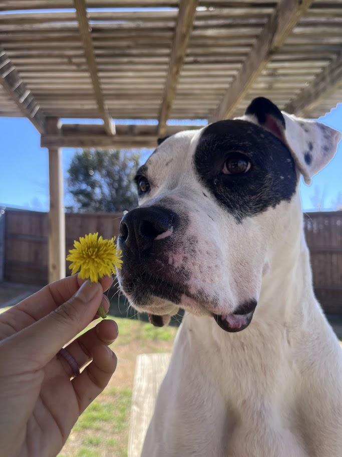 Enlarge Patches* A159154, a ADOPTABLE mixed breed in Plano, TX image 5/6