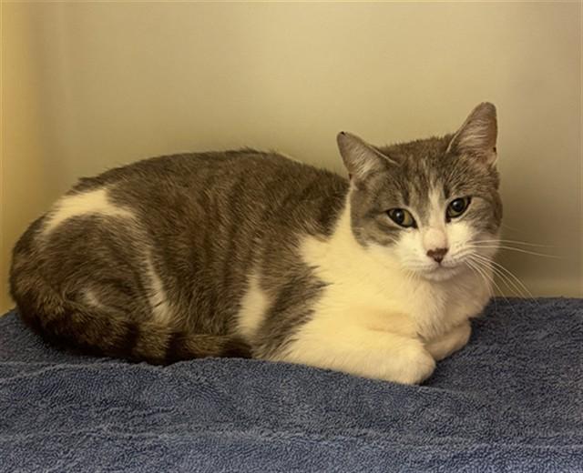 PFEIFER, Adoptable, Young Female Domestic Short Hair.