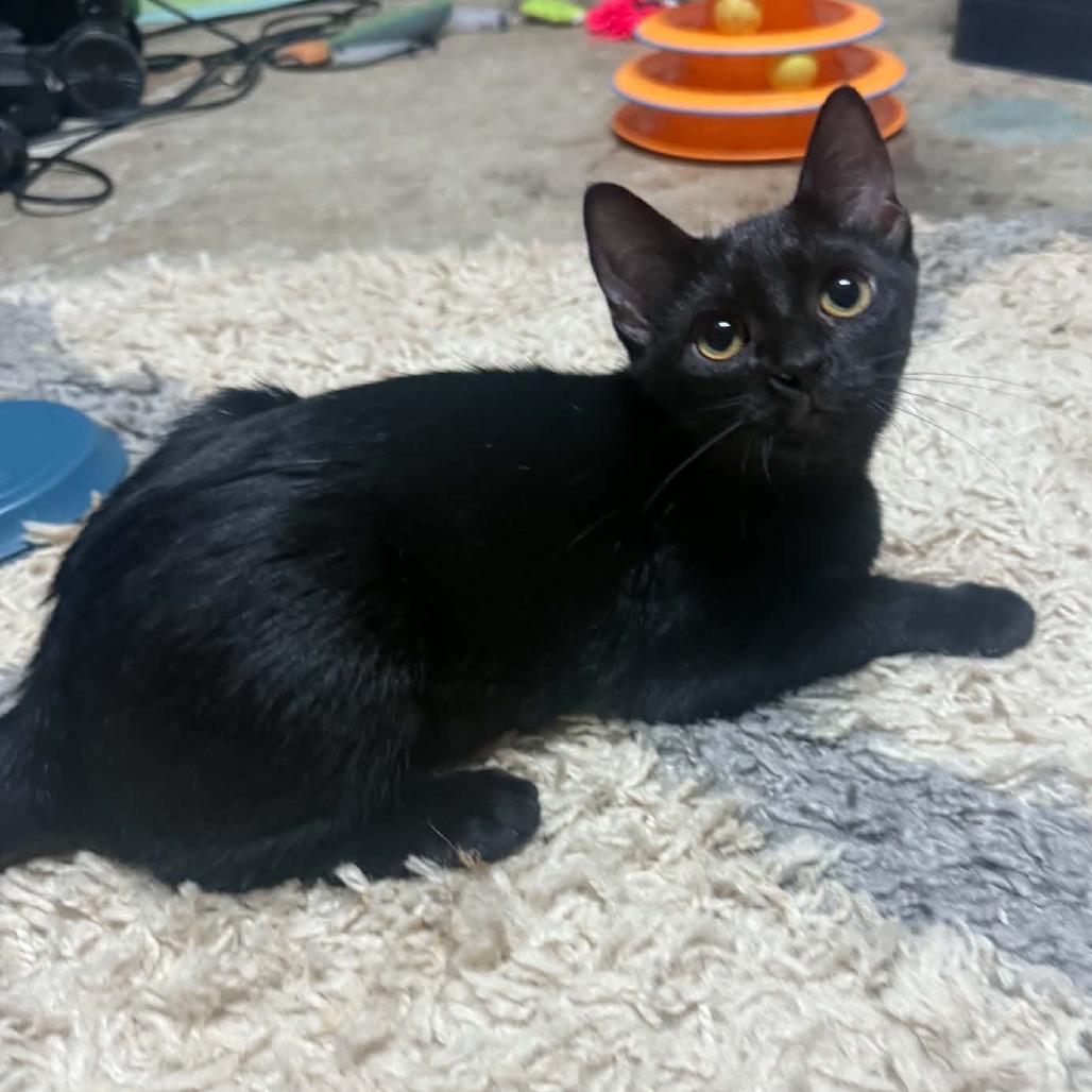 Enlarge Cole, a Adoptable Domestic Short Hair in Wilmington, NC image 2/5