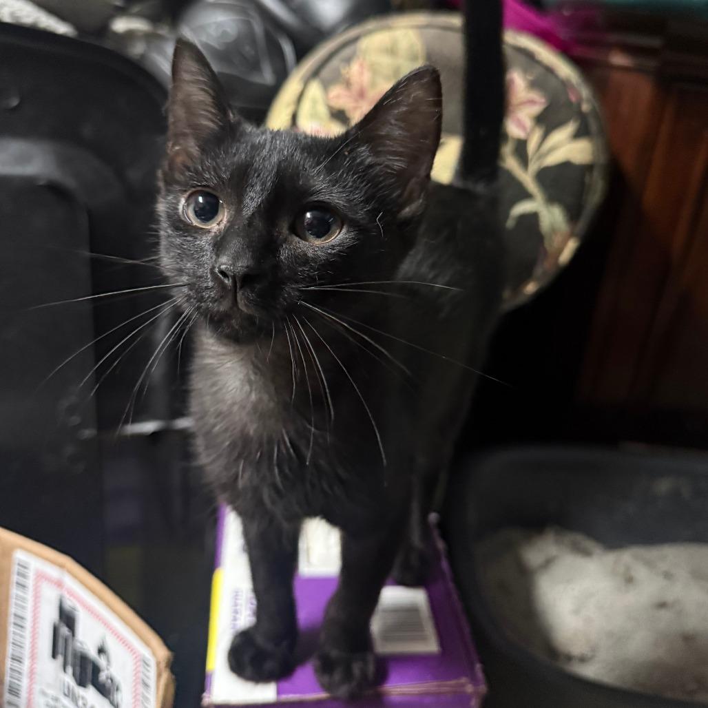 Enlarge Cole, a Adoptable Domestic Short Hair in Wilmington, NC image 3/5