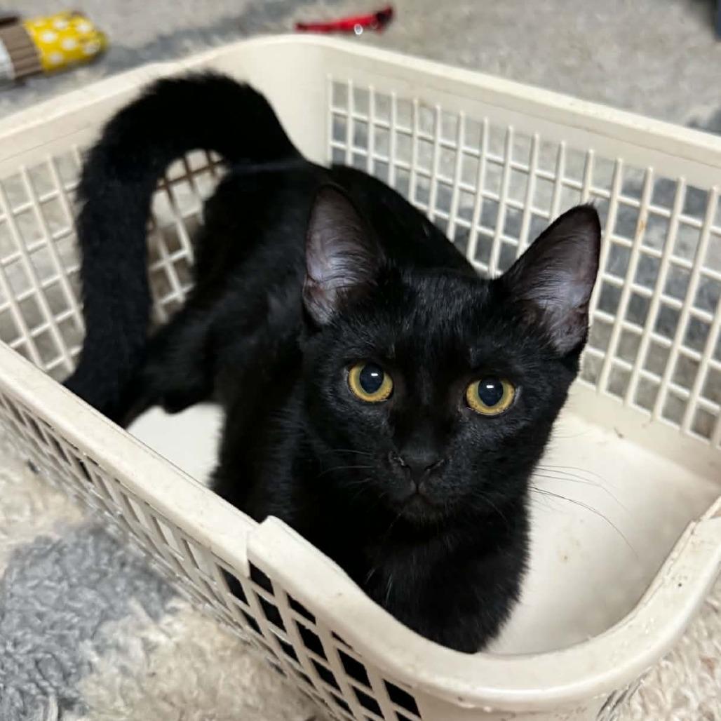 Enlarge Cole, a Adoptable Domestic Short Hair in Wilmington, NC image 1/5