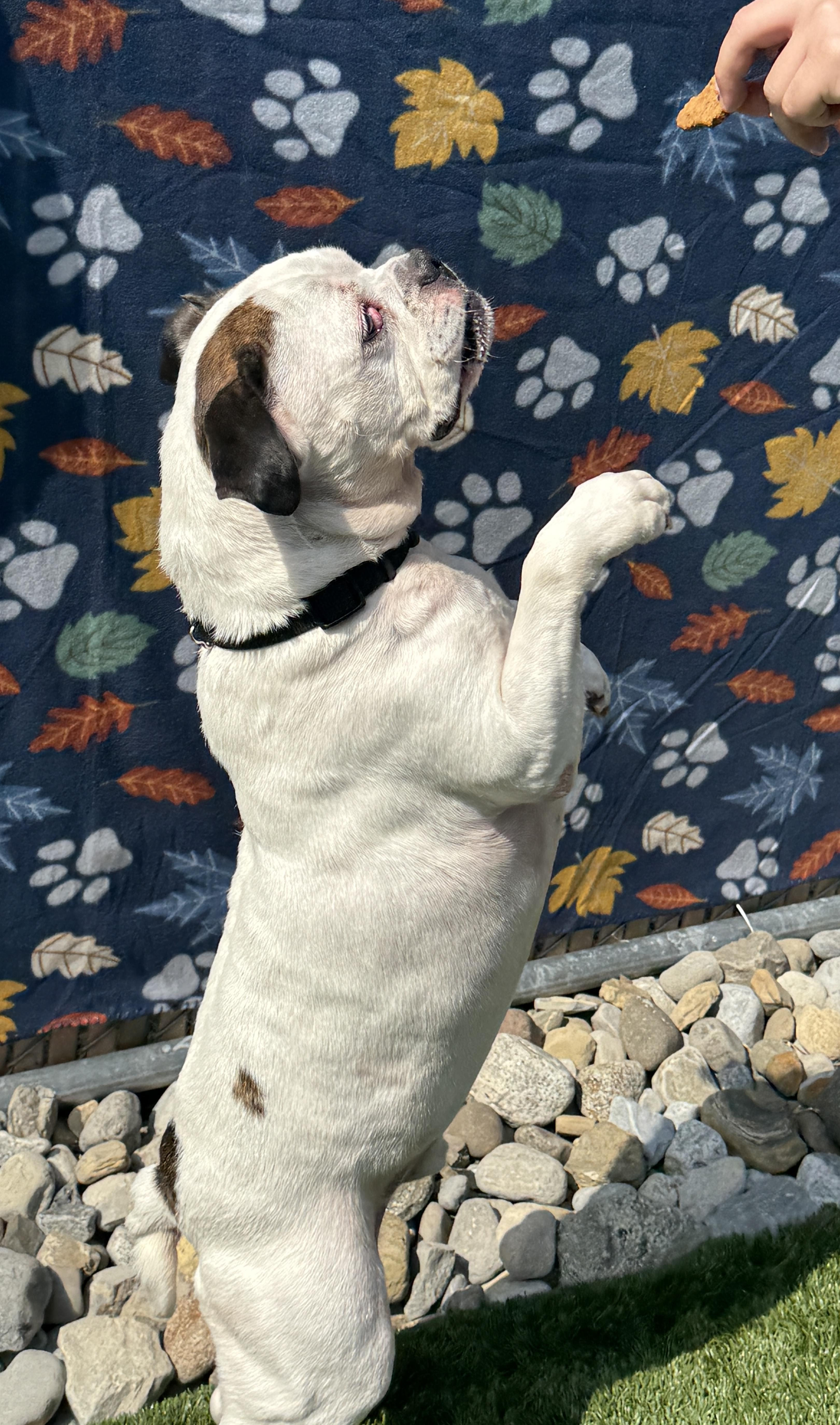 Meet KING - he will be the King of Your Heart! Fixed, friendly medium size bulldog!