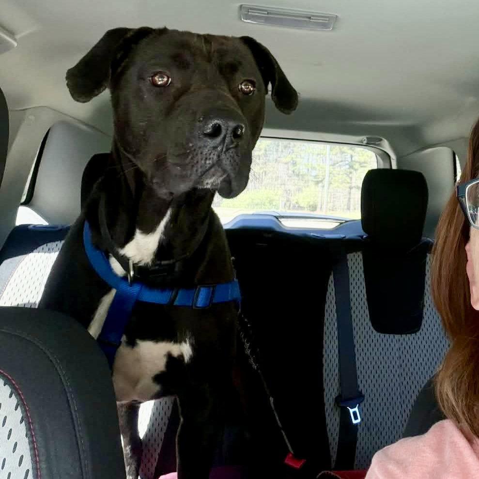 Enlarge Lukas, a Adoptable Labrador Retriever in Durham, NC image 2/3