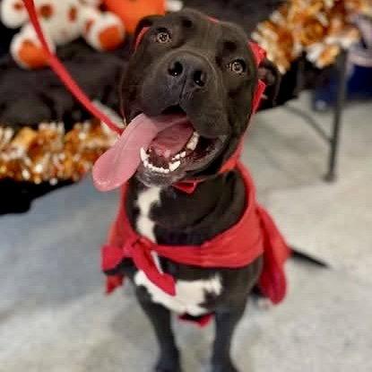 Lukas, Adoptable, Adult Male Labrador Retriever.