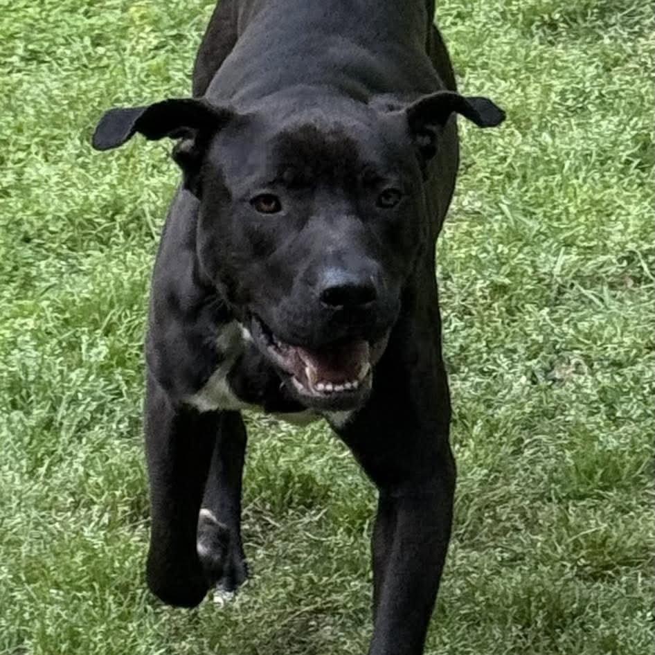 Enlarge Lukas, a Adoptable Labrador Retriever in Durham, NC image 3/3