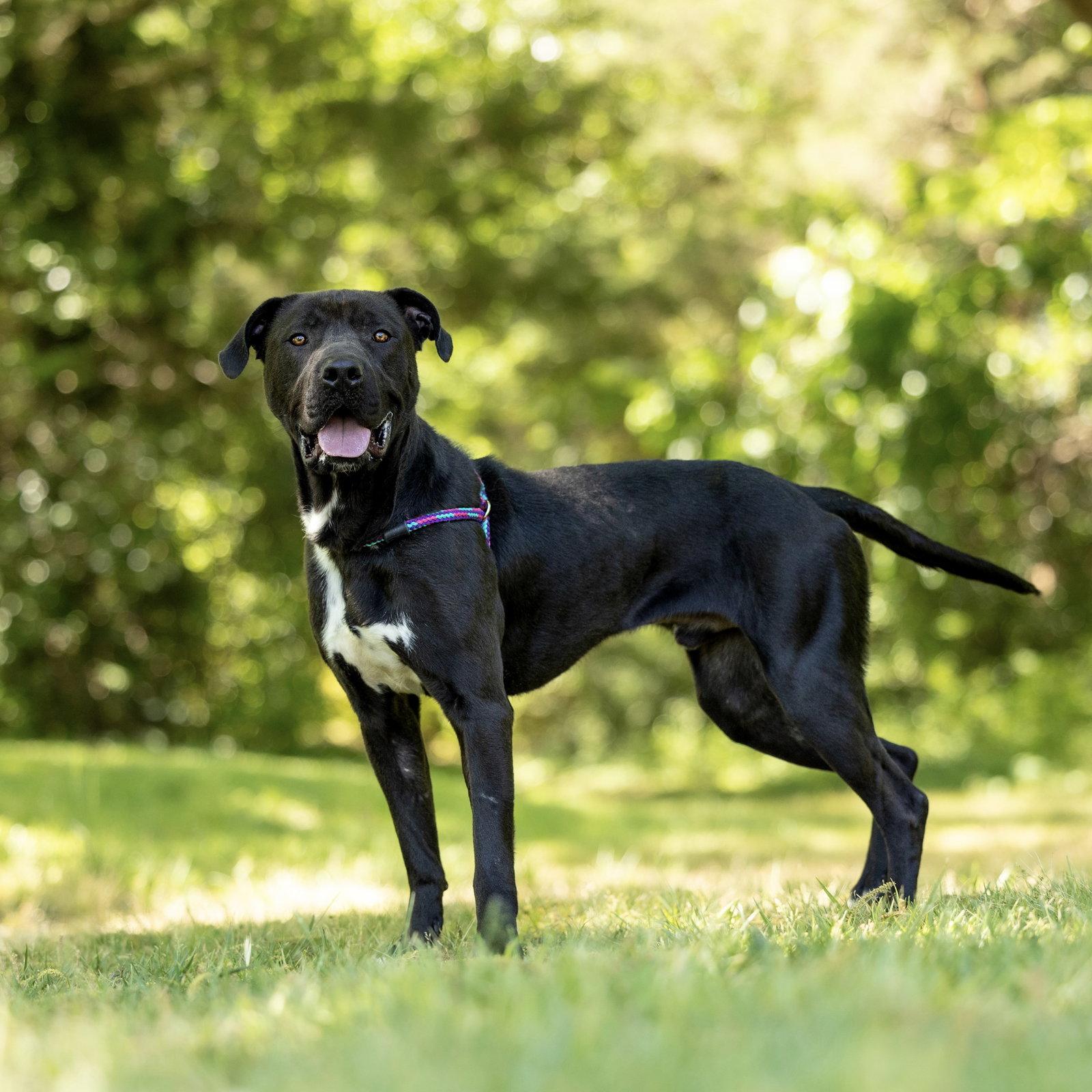 Lukas, a Adoptable Labrador Retriever in Durham, NC image 2/3