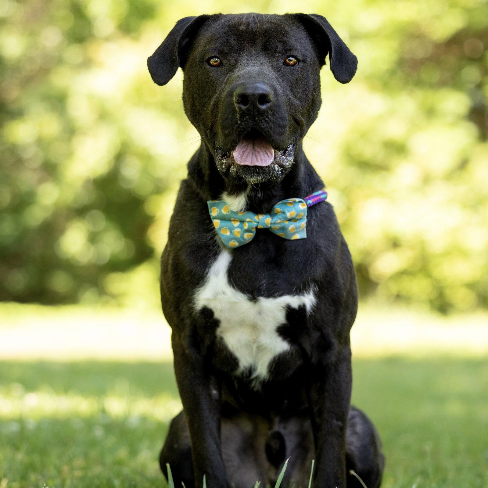 Lukas, a Adoptable Labrador Retriever in Durham, NC image 3/3