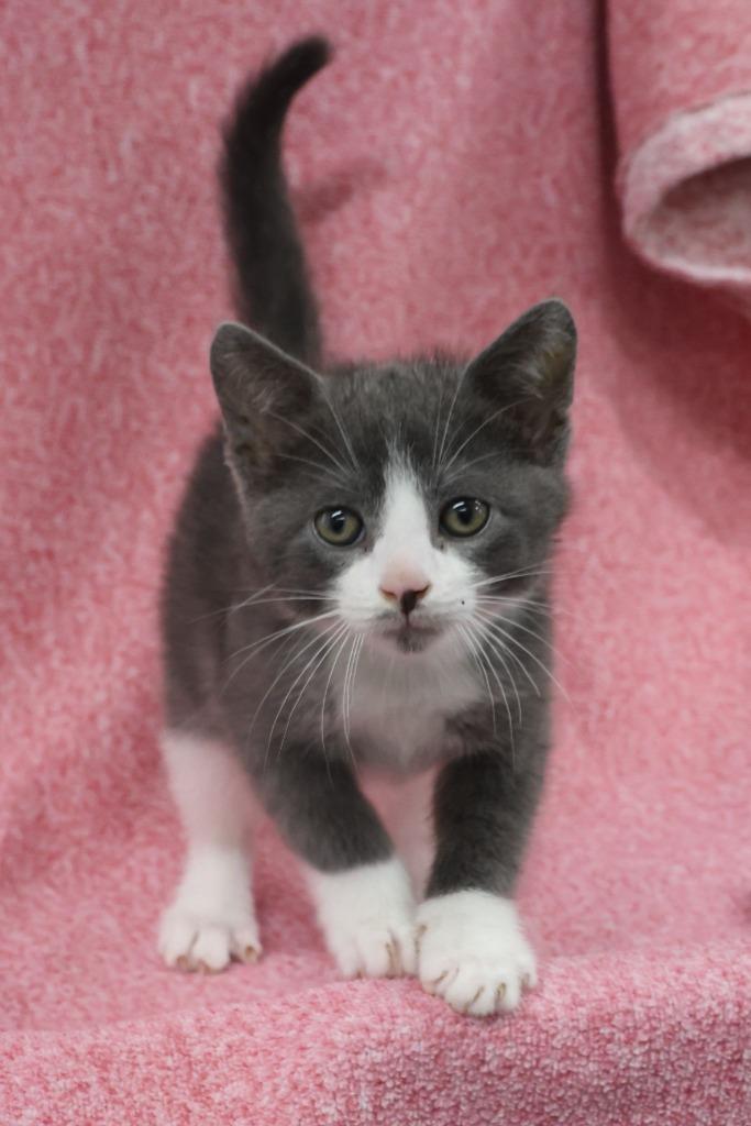 Gordy / Quint, a Adoptable mixed breed in Minneapolis, MN image 2/3