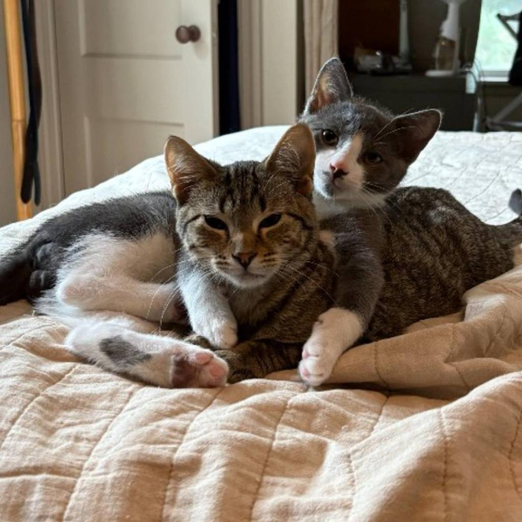 Gordy / Quint, Adoptable, Young Male Domestic Short Hair.