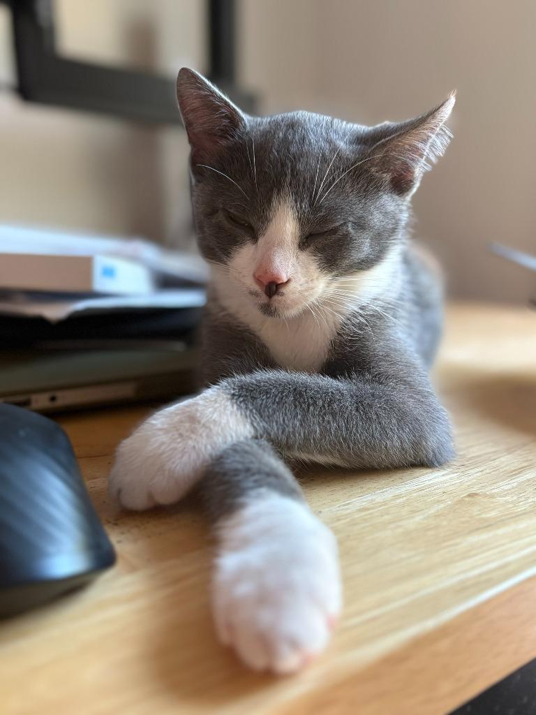 Gordy / Quint, a Adoptable mixed breed in Minneapolis, MN image 2/2