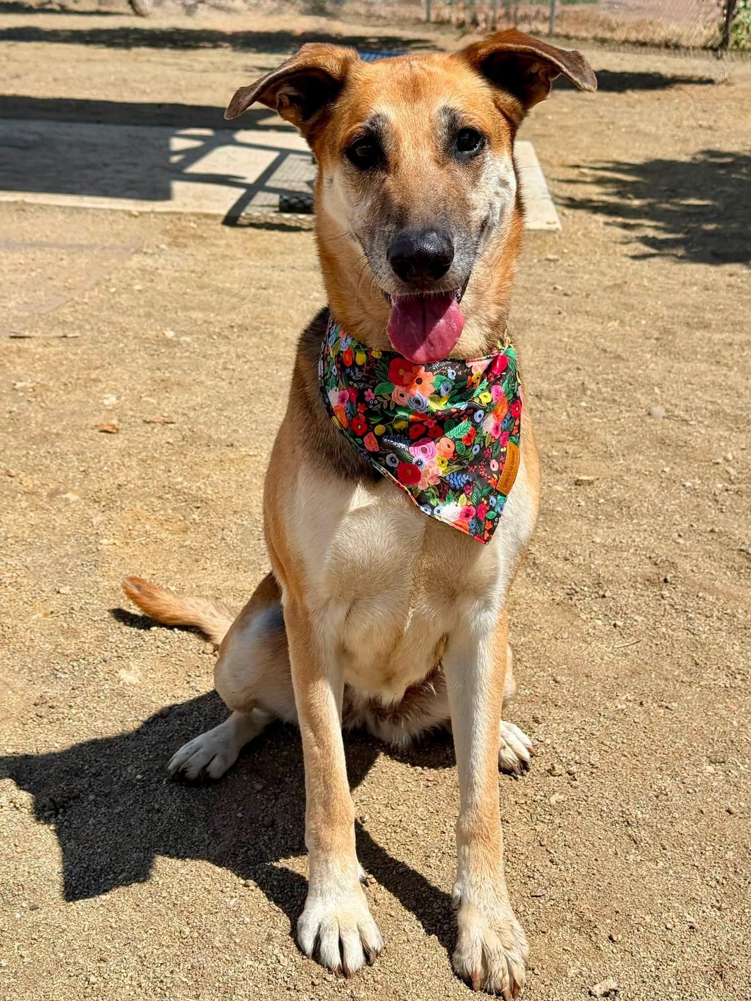 Izzy, ADOPTABLE, Senior Female Shepherd.