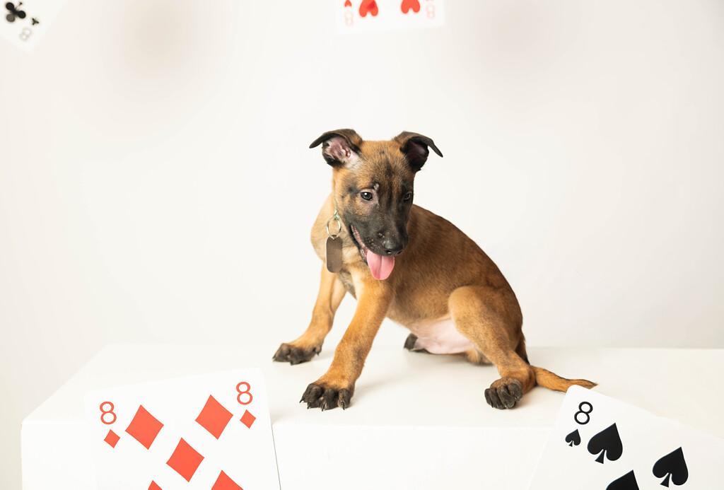 Enlarge Hawthorne - Pre Adoption, an adopted Belgian Shepherd / Malinois in Dayton, OH image 2/4