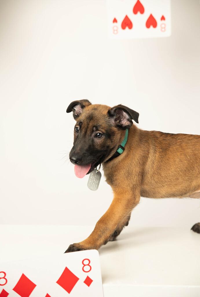 Hawthorne - Pre Adoption, adopted, Puppy Male Belgian Shepherd / Malinois.