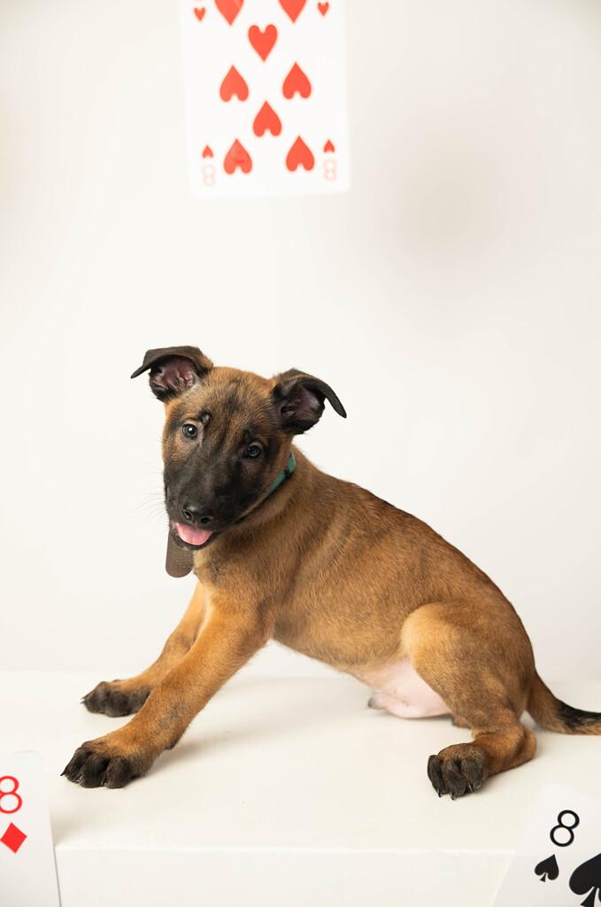 Enlarge Hawthorne - Pre Adoption, an adopted Belgian Shepherd / Malinois in Dayton, OH image 3/4