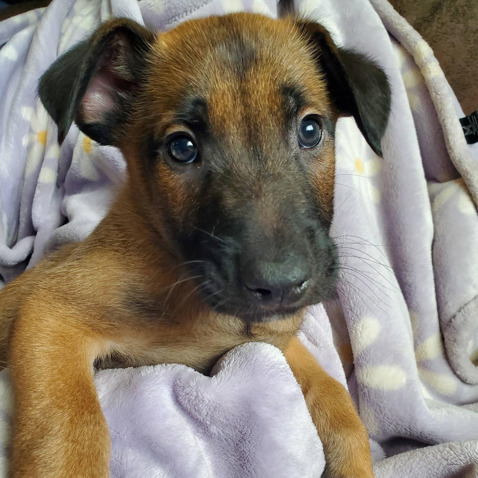 Enlarge Hawthorne - Pre Adoption, an adopted Belgian Shepherd / Malinois in Dayton, OH image 4/4