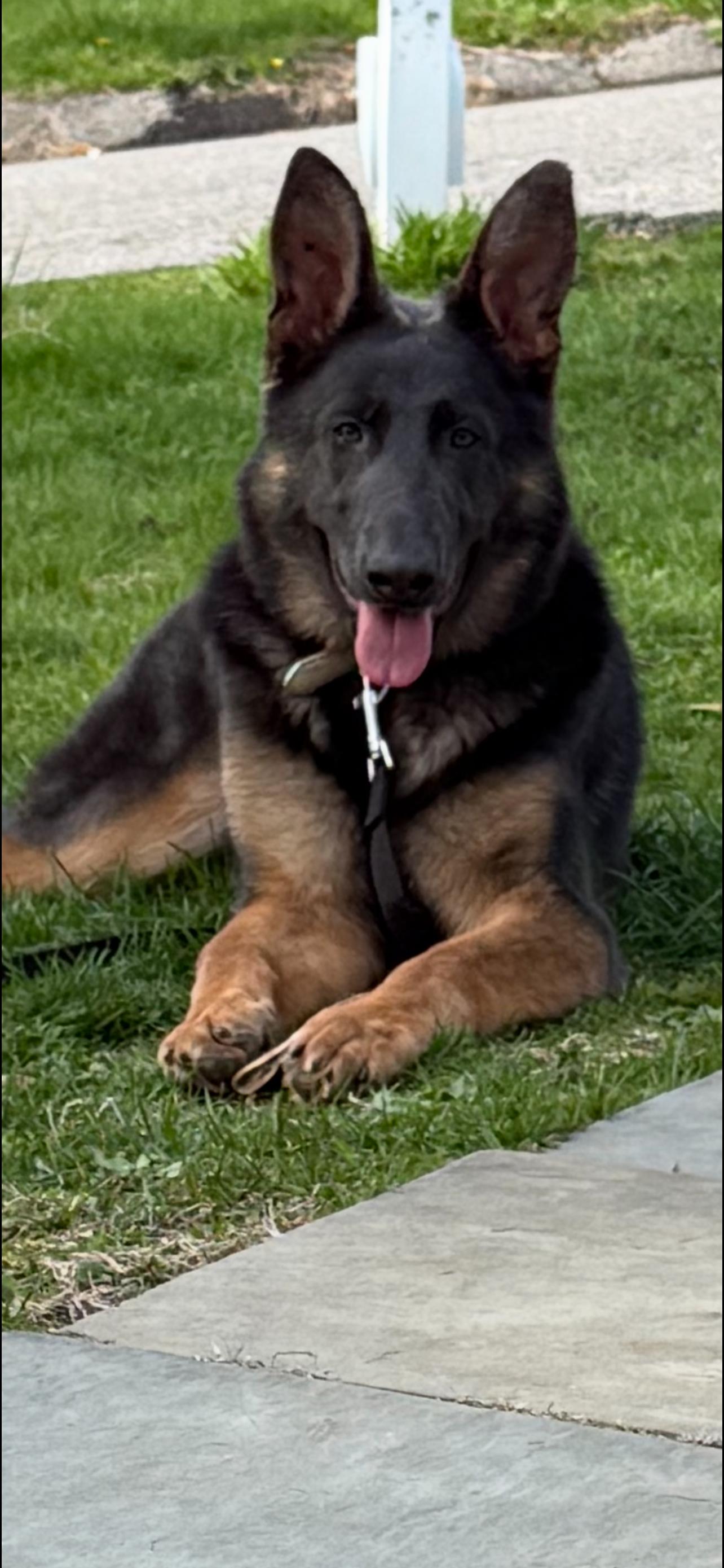 Enlarge Cossette, a Adopted German Shepherd Dog in Ardsley, NY image 1/1