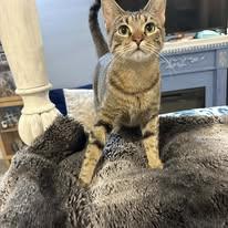 Tabatha, ADOPTABLE, Adult Female Domestic Short Hair.