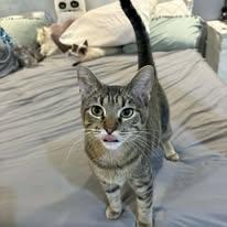 Enlarge Tabatha, a ADOPTABLE Domestic Short Hair in Edmond, OK image 4/4