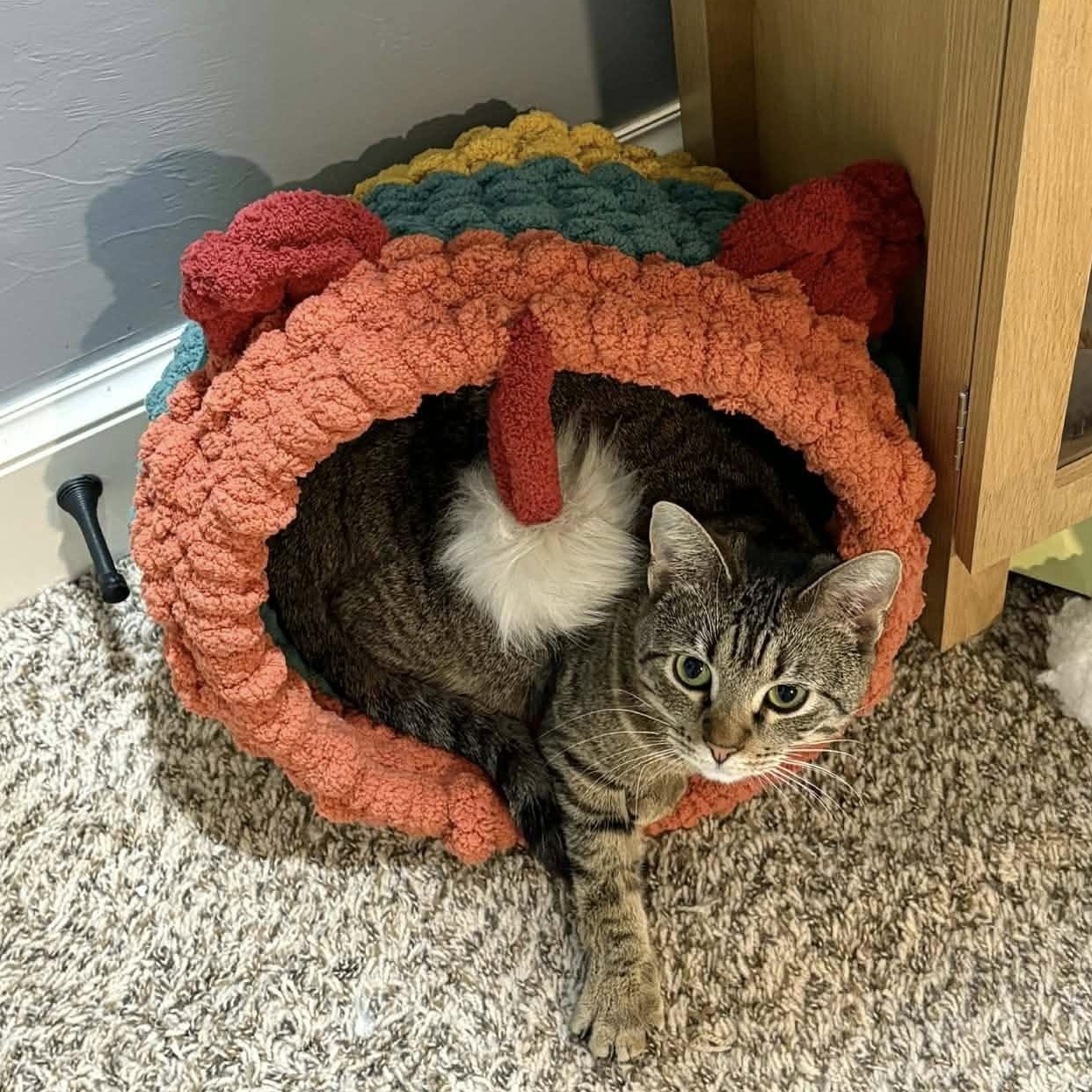Enlarge Tabatha, a ADOPTABLE Domestic Short Hair in Edmond, OK image 3/4