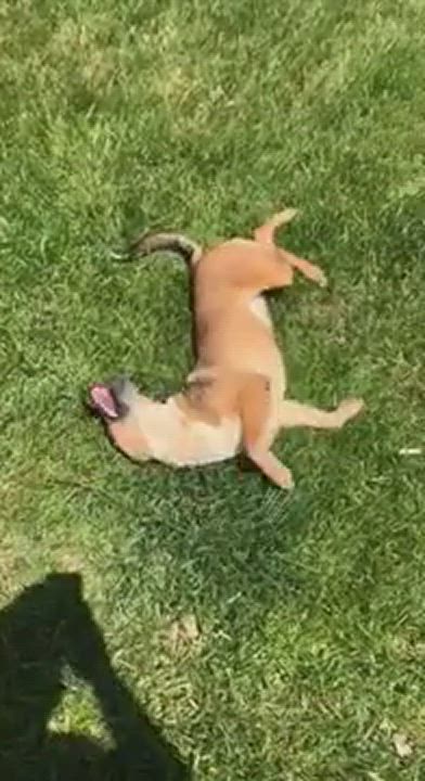 Enlarge Chili, a Adopted Australian Cattle Dog / Blue Heeler in Manassas, VA video 1/6