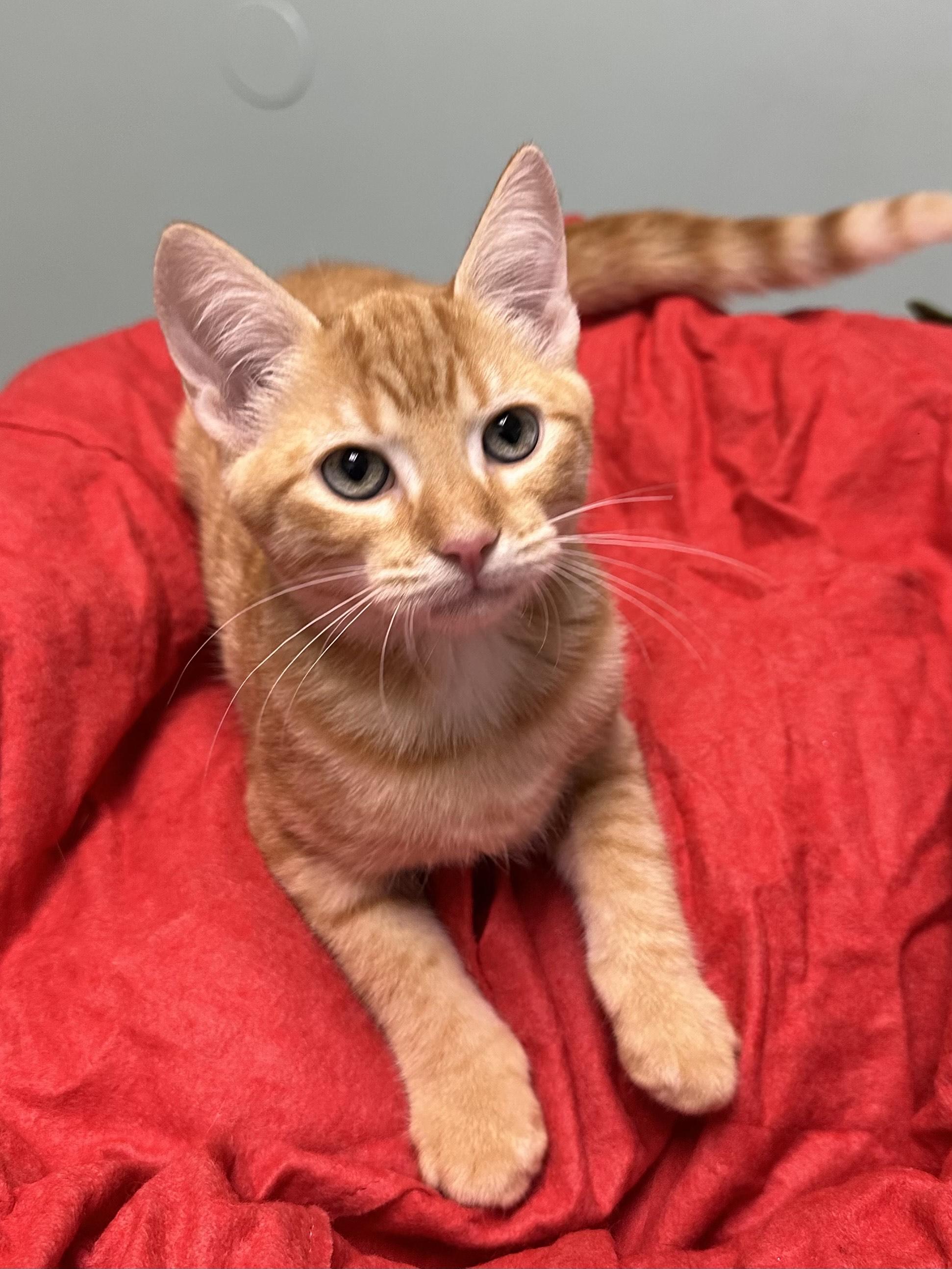 Enlarge Pumpkin, an adopted Domestic Short Hair in Miami, FL image 4/4