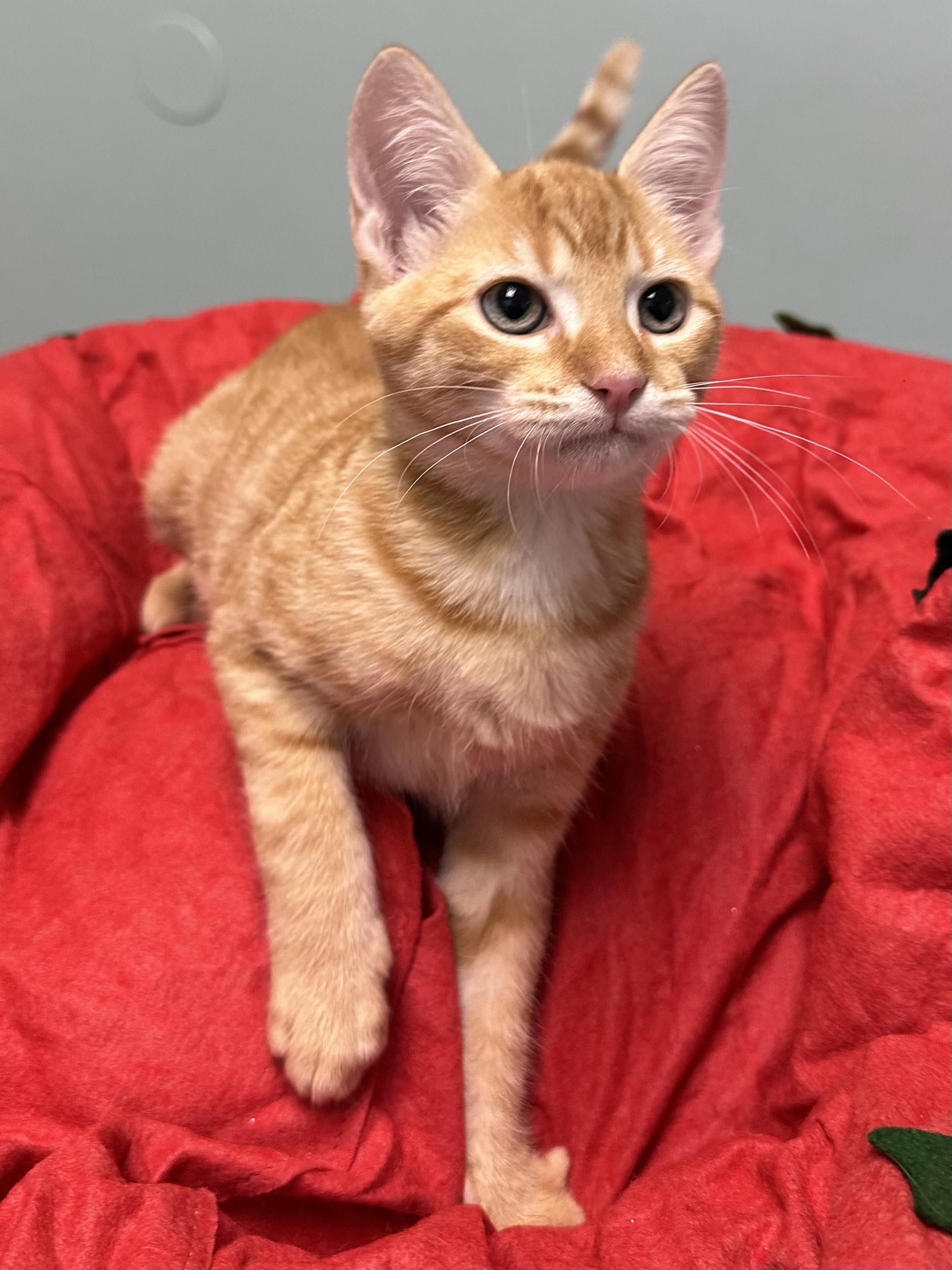 Enlarge Pumpkin, an adopted Domestic Short Hair in Miami, FL image 3/4