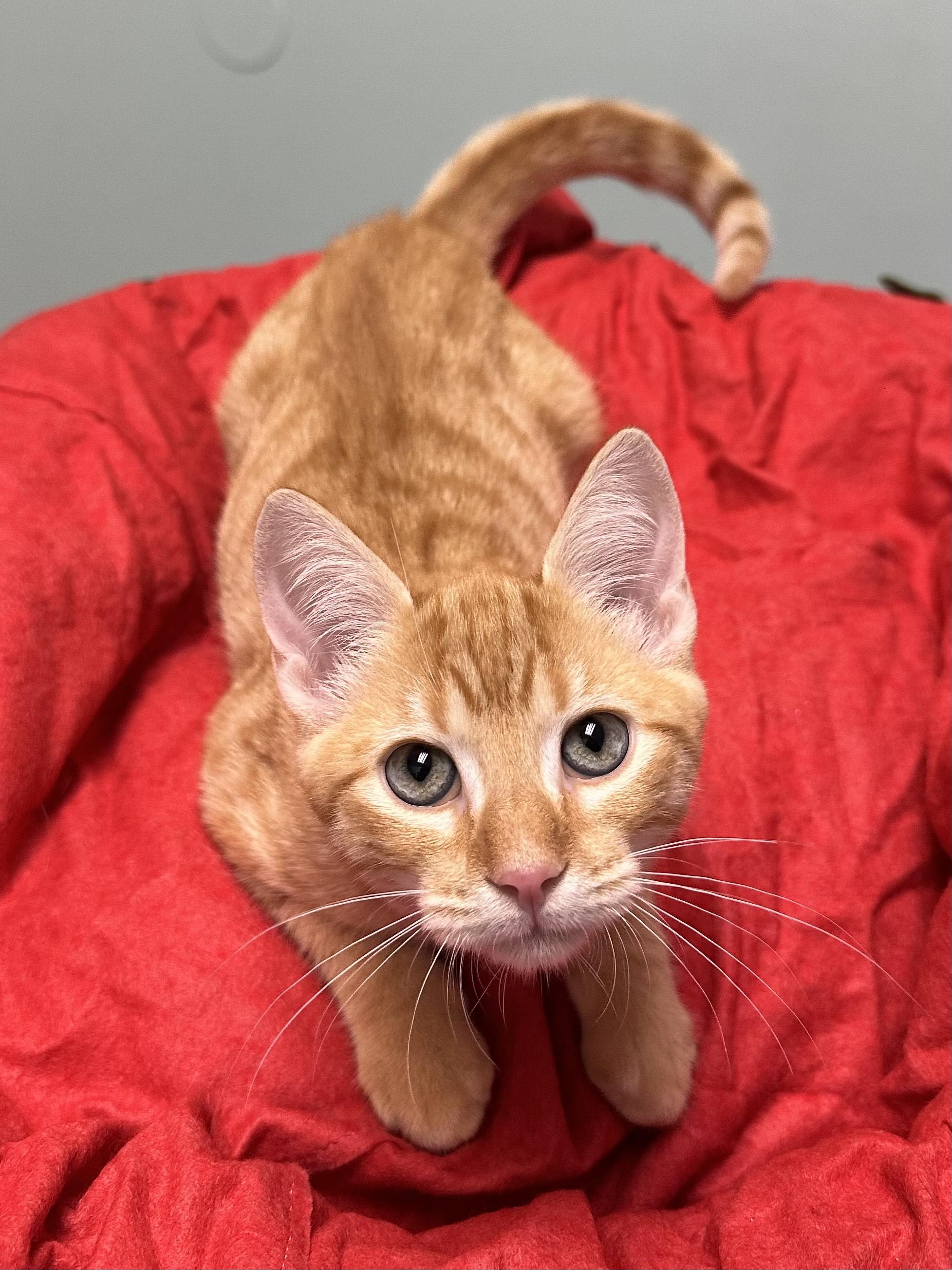 Enlarge Pumpkin, an adopted Domestic Short Hair in Miami, FL image 1/4