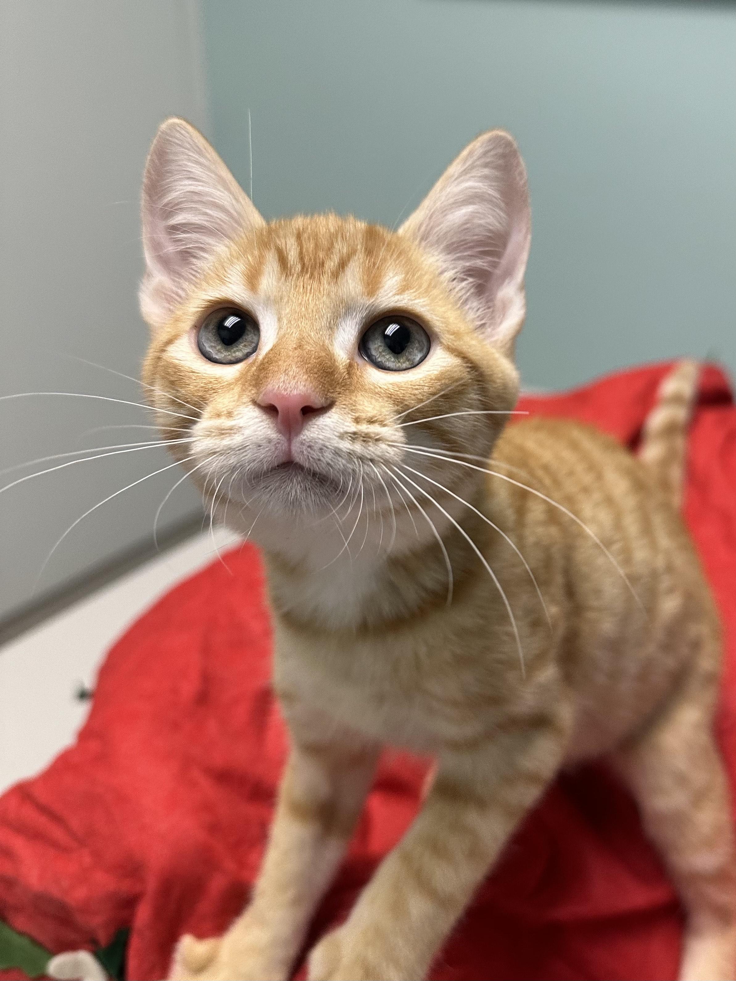 Enlarge Pumpkin, an adopted Domestic Short Hair in Miami, FL image 2/4