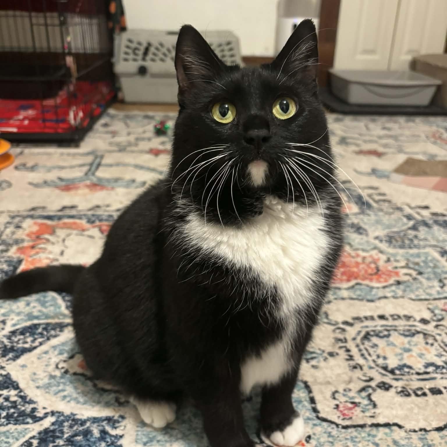 Cassidy, ADOPTABLE, Adult Female Domestic Short Hair.