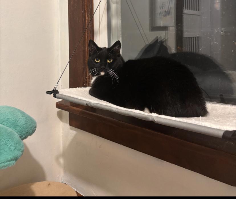 Cassidy, ADOPTABLE, Adult Female Domestic Short Hair.